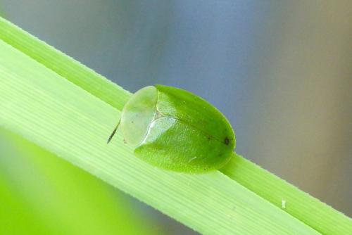 Réf. 230 504 : Cassida viridis